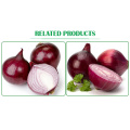 all year supply fresh red onion 4 - 10 cm shandong